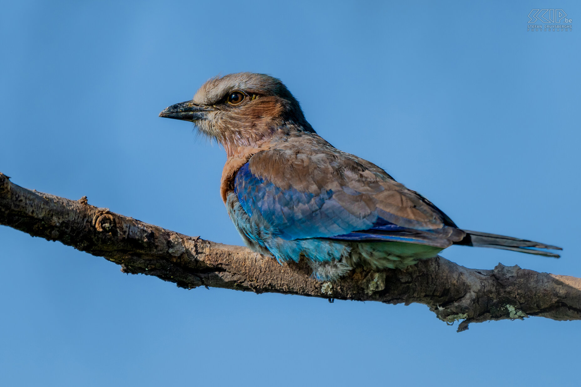 Solio - Sahelscharrelaar De vorkstaartscharrelaar (Lilac-breasted roller) is de meest voorkomende scharrelaar in Kenia. Maar in Solio konden we ook de Sahelscharrelaar (Abyssinian roller / Coracias abyssinicus) spotten. Deze vogel heeft nog langere staartveren en de borst is volledig blauw.  Stefan Cruysberghs